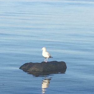 Meet your Posher, Jean